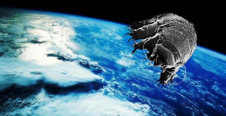 Les tardigrades et leurs super-pouvoirs : pourra-t-on un jour en bénéficier ?