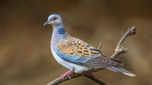Le gouvernement souhaiterait autoriser la chasse de 36 000 oiseaux menacés