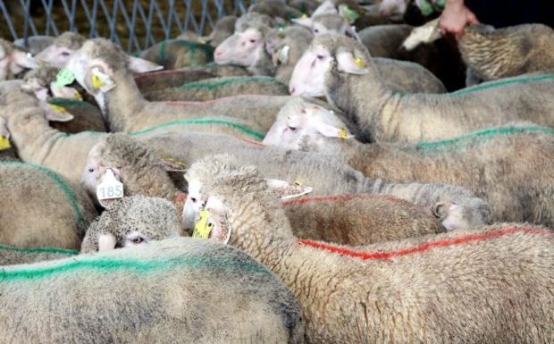 Trois abattoirs, dont deux temporaires, mis en place pour l’Aïd Al Adha 2019 sur la Côte d’Azur