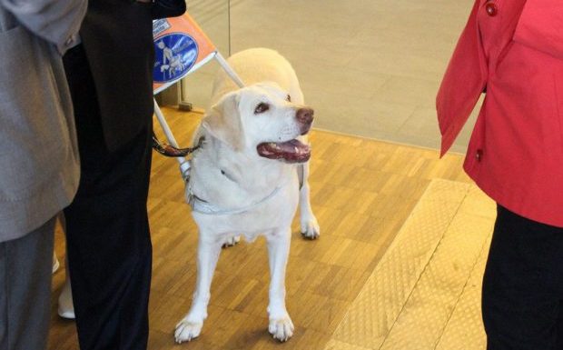 Autriche : des chauffeurs de taxi musulmans refusent les chiens parce qu’ils sont « impurs » en Islam, une association d’aveugles proteste