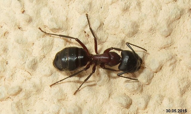 La CIPAV et les fourmis, une fable des Gens de l’Élysée