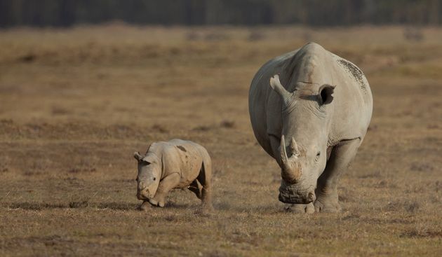 Des députés européens veulent interdire la chasse aux trophées d&rsquo;espèces menacées