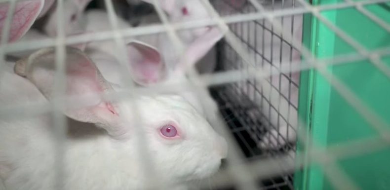 Lapins entassés, médicaments périmés, manque de lumière : l’association L214 publie une vidéo choc
