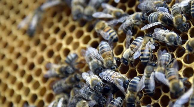 PODCAST. «Animal»: La vie presque rêvée des abeilles urbaines, entre adaptation et concurrences
