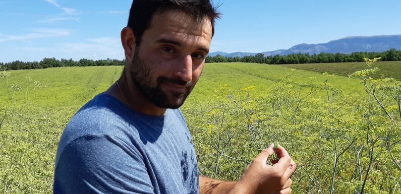 VIDEO. Provence: Fenouil et abeilles bien nourries… Dans les coulisses de la fabrication du Ricard