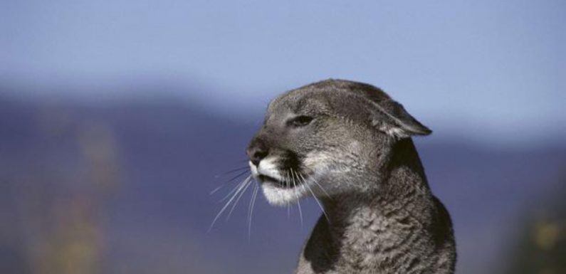 Canada: Elle fait fuir un cougar qui la menaçait grâce à une chanson de Metallica