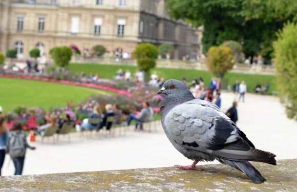 Paris: Peu appréciés, parfois mutilés… Qui sont les pigeons de Paris? (et quels sont leurs réseaux?)