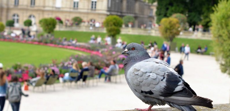 Paris: Peu appréciés, parfois mutilés… Qui sont les pigeons de Paris? (et quels sont leurs réseaux?)