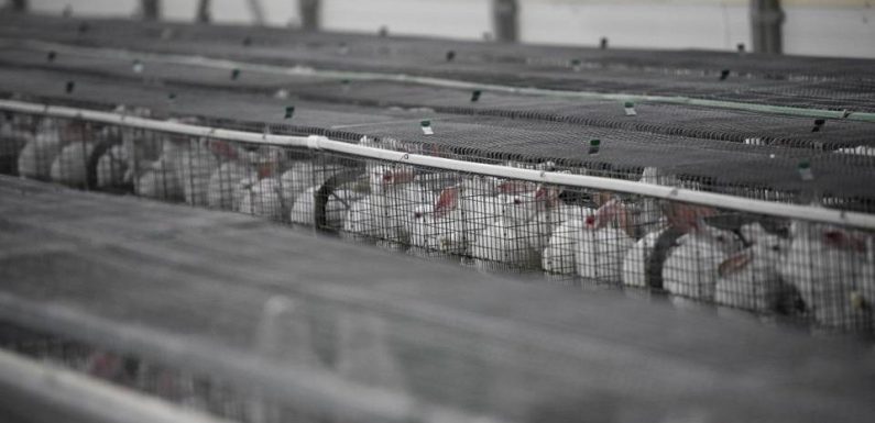 VIDEO. L214: Une nouvelle vidéo choc dénonce l&rsquo;élevage des lapins en cage