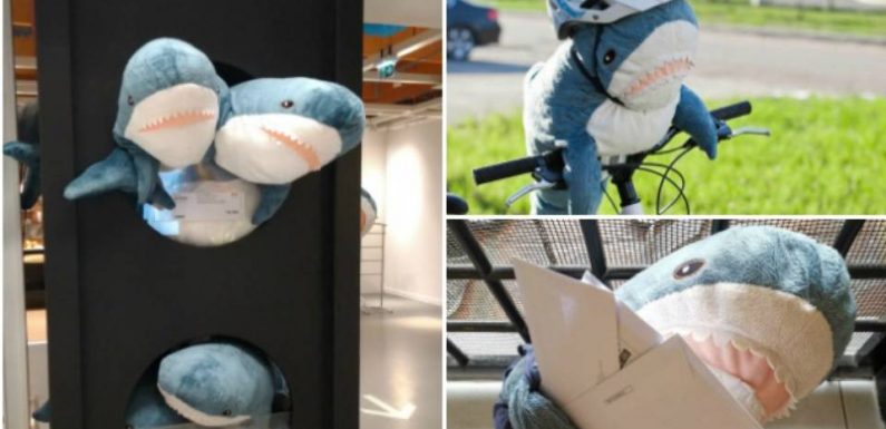 VIDEO. #Ikeashark: Comment les réseaux sociaux mondiaux sont devenus fous du requin Ikea