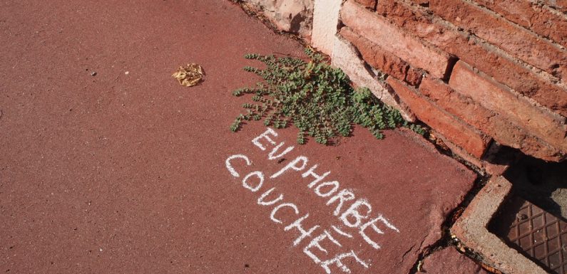 Toulouse : Des botanistes (pédagogues) crayonnent les noms des plantes sauvages qu’ils croisent dans la rue