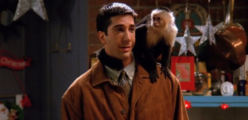 «Friends»: Marcel, le singe capucin de Ross, est de retour sur le petit écran