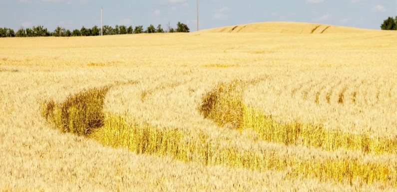 Du glyphosate pulvérisé sur le blé au Canada? La pratique est légale, mais controversée