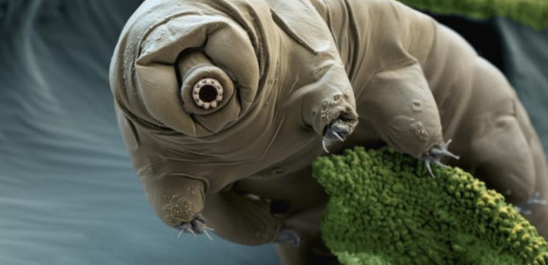 Les tardigrades ont-ils colonisé la Lune après le crash de la sonde Beresheet?
