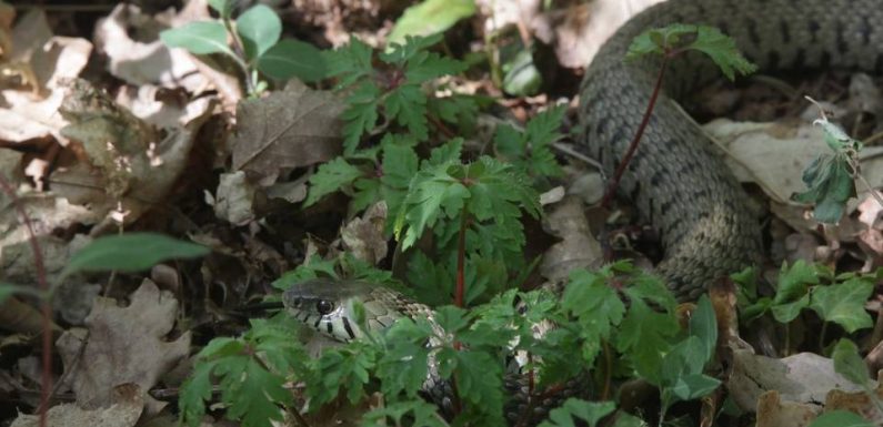 Béarn: Un serpent surgit du tableau de bord d’un automobiliste, sur l’A64