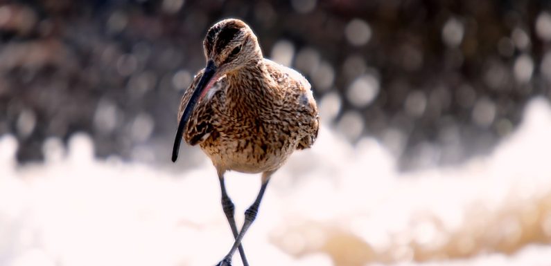 Protection des animaux: L’autorisation de la chasse d’un oiseau menacé suscite la colère des écolos