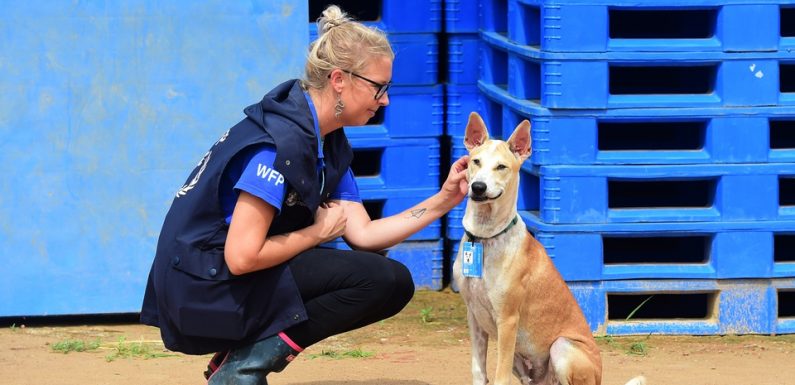Avec son compte Instagram, le chien Foxtrot essaye de sensibiliser au sort des Rohingyas
