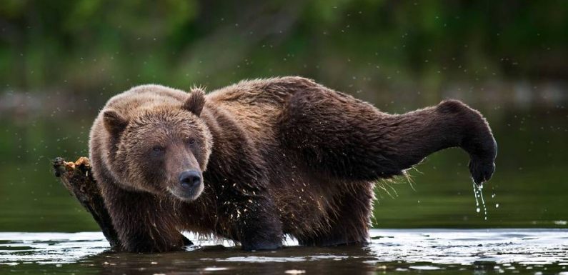 Canada: Un Français tué par un grizzli alors qu&rsquo;il campait