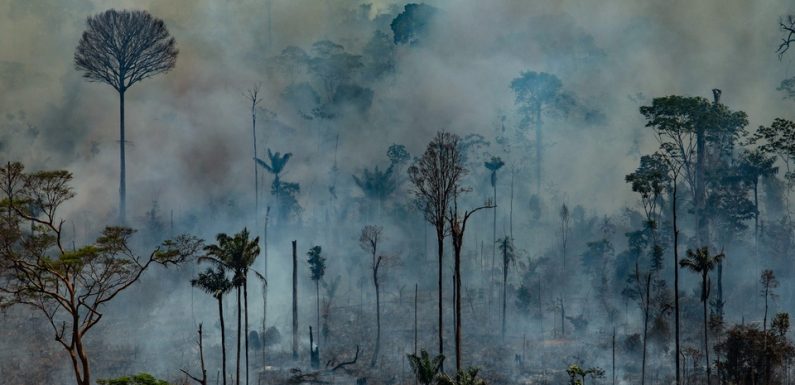 Incendie en Amazonie : Des centaines de nouveaux feux de forêts font rage à travers le Brésil