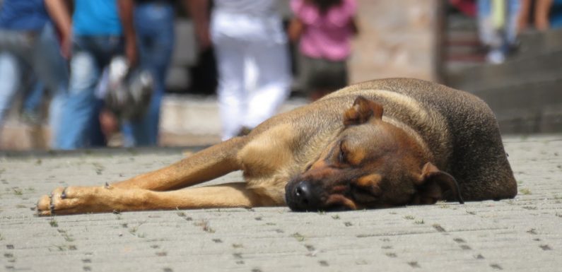 Des cadavres de chiens abandonnés sur une route? Retour sur le détournement d’une photo célèbre