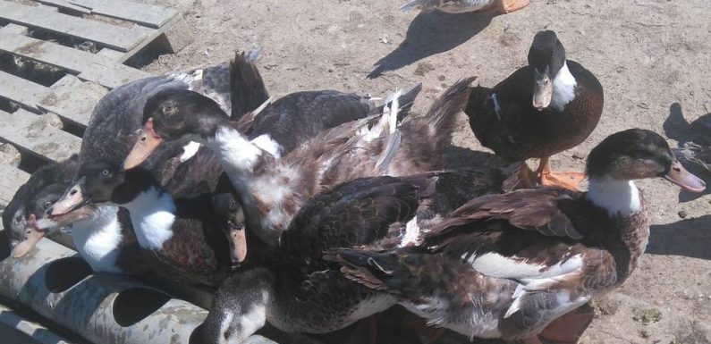 Landes : Une propriétaire de canards assignée au tribunal par son voisin pour nuisances sonores