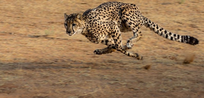 Protection des animaux: Des députés européens demandent l&rsquo;interdiction de la chasse aux trophées