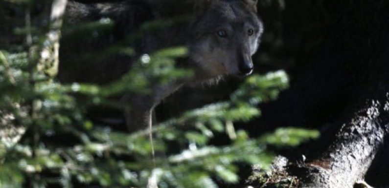 Attaques de loup: Des éleveurs bloquent la préfecture à Gap