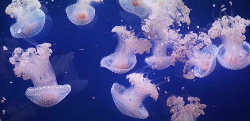 Quiz: Venin, urine, prolifération… Tout ce que vous avez toujours voulu savoir sur les méduses