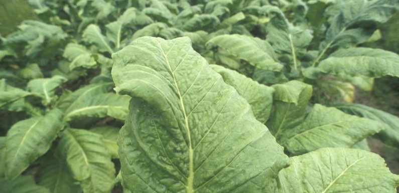 Dordogne : La dernière usine française de transformation du tabac va fermer
