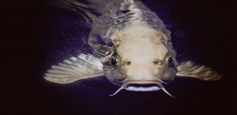 PODCAST. «Animal»: Les poissons de la Seine à Paris, vers plus de diversité