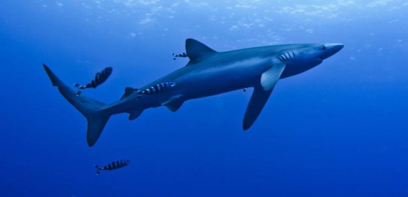 Bassin d’Arcachon: Une plage évacuée en raison de la présence d’un requin bleu d’un mètre de long