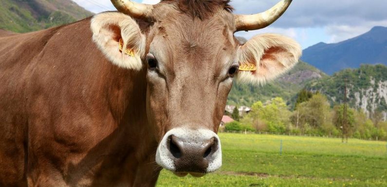 Jura : Vingt vaches tuées dans une collision avec un TGV