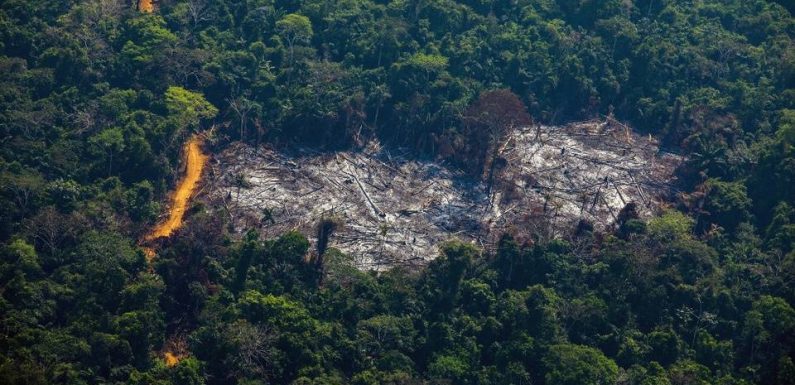 Incendie en Amazonie : Bolsonaro interdit les brûlis pour tenter de freiner les feux