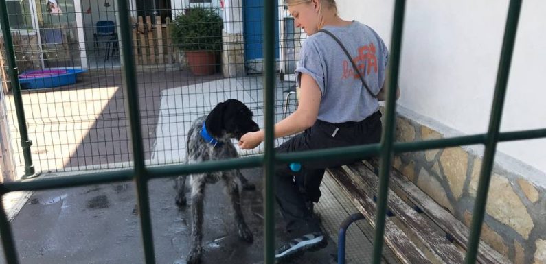 PODCAST. «Animal»: Les animaux abandonnés en ville
