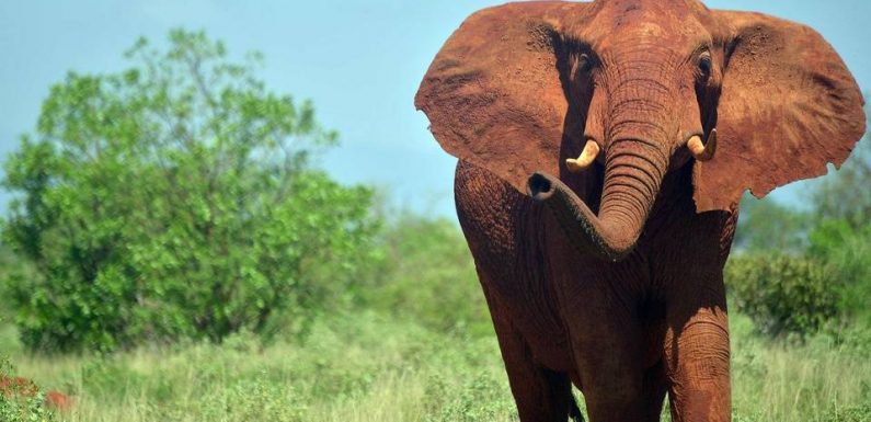 Espèces menacées: La vente d&rsquo;éléphants à des zoos bientôt interdite?