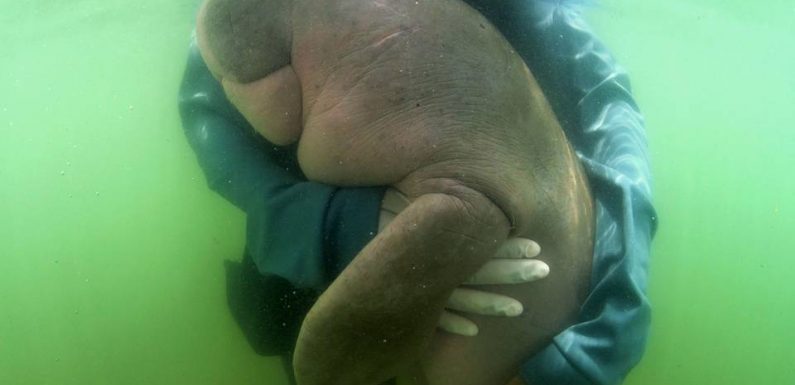 Mort de Mariam, bébé-star dugong victime des déchets plastiques