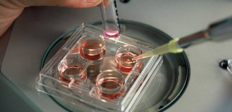 Loi bioéthique: Les conditions pratiques seront-elles réunies pour que la PMA pour toutes devienne un droit réel ?