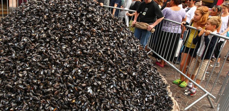 VIDEO. Lille : Les moules et autres aliments placés sous haute surveillance avant la Braderie
