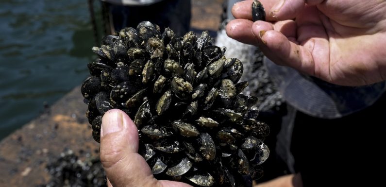 Réchauffement climatique: La moule de Butrint meurt de chaud
