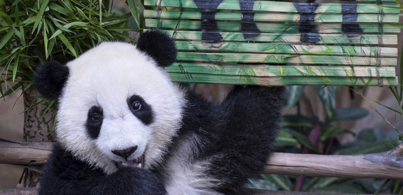 VIDEO. Malaisie: Le deuxième panda géant a enfin été baptisé