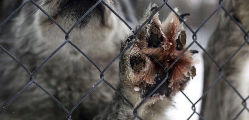 Des chiens sauvés du festival de la viande de chien en Chine proposés à l’adoption en France