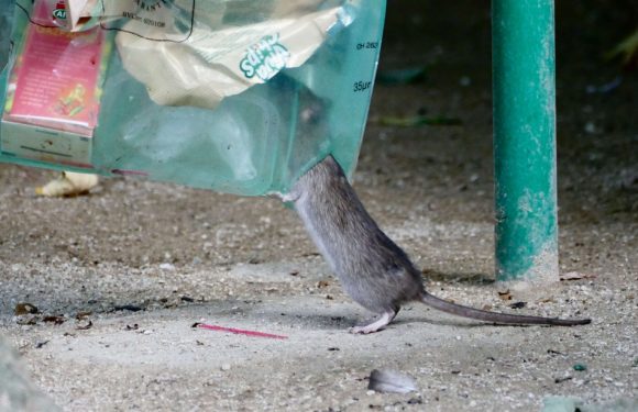Nice: Quand des rats s’attaquent aux oiseaux et aux passants