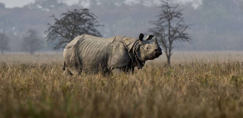 Zoo de Beauval : Un bébé rhinocéros indien est né, une première en France cette année