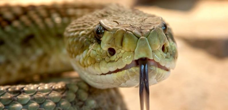 Antibes: Des serpents «parmi les plus venimeux au monde» saisis dans un appartement