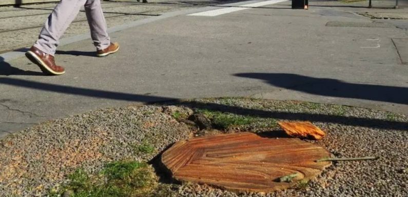 Nantes: Le chancre coloré fait son apparition, 18 platanes vont être abattus