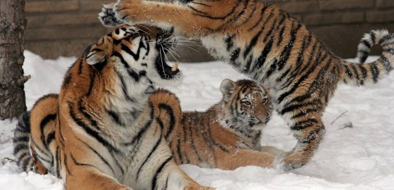VIDEO. Plus de 2.300 tigres, victimes de trafic, ont été saisis dans le monde en près de vingt ans
