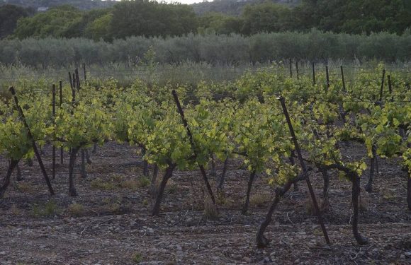 Taxe Gafa : Les vignerons français craignent d’être les grands perdants