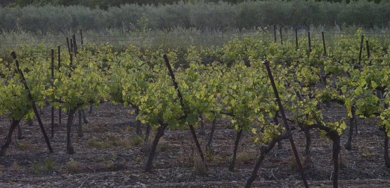 Taxe Gafa : Les vignerons français craignent d’être les grands perdants