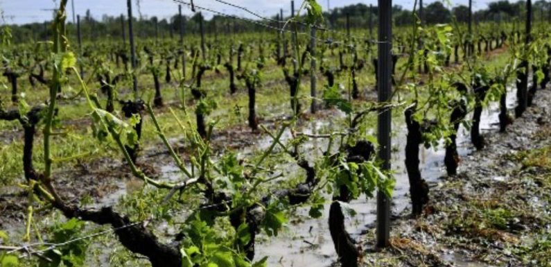 Vin: La production française en baisse de 12% par rapport à 2018