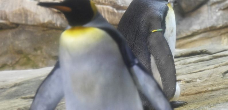 Allemagne: Deux pingouins homos du zoo de Berlin autorisés à couver un œuf